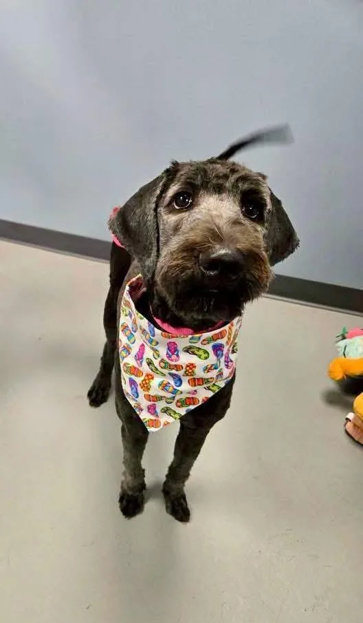 A young medium-sized female Black Standard Poodle dog named Clove for adoption in Zanesville, OH