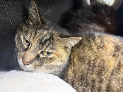 A senior small-sized female Domestic Short Hair cat named Missy for adoption in West Chester, PA