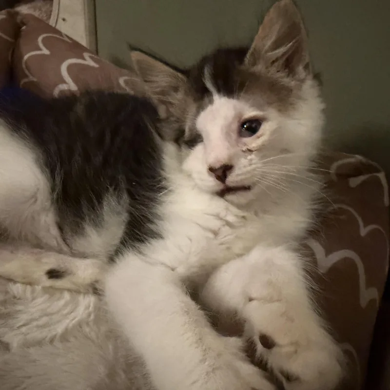 A baby medium-sized male White Domestic Medium Hair cat named Bean for adoption in East Hartford , CT