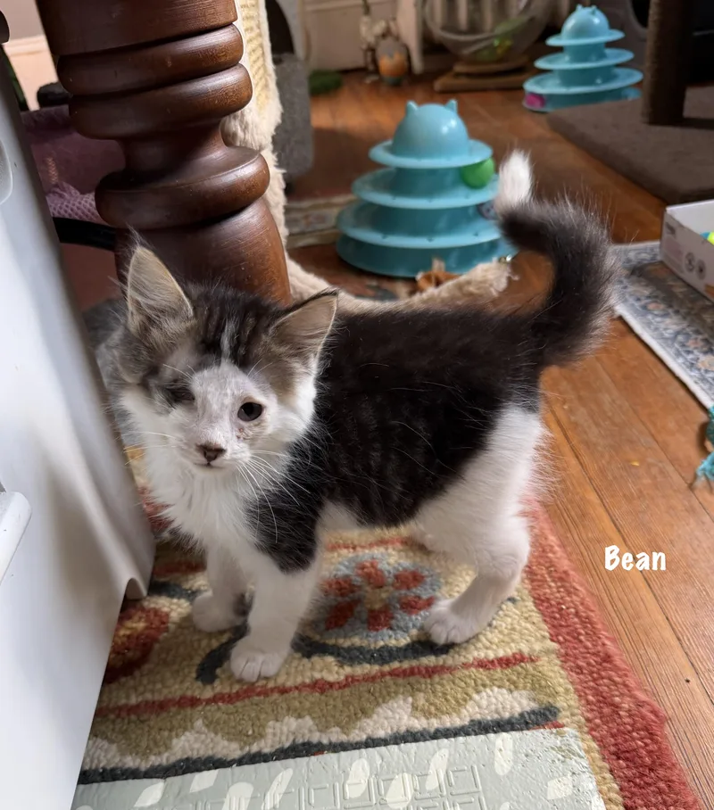 Bean thumbnail 5