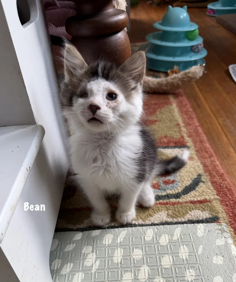 Bean thumbnail 6