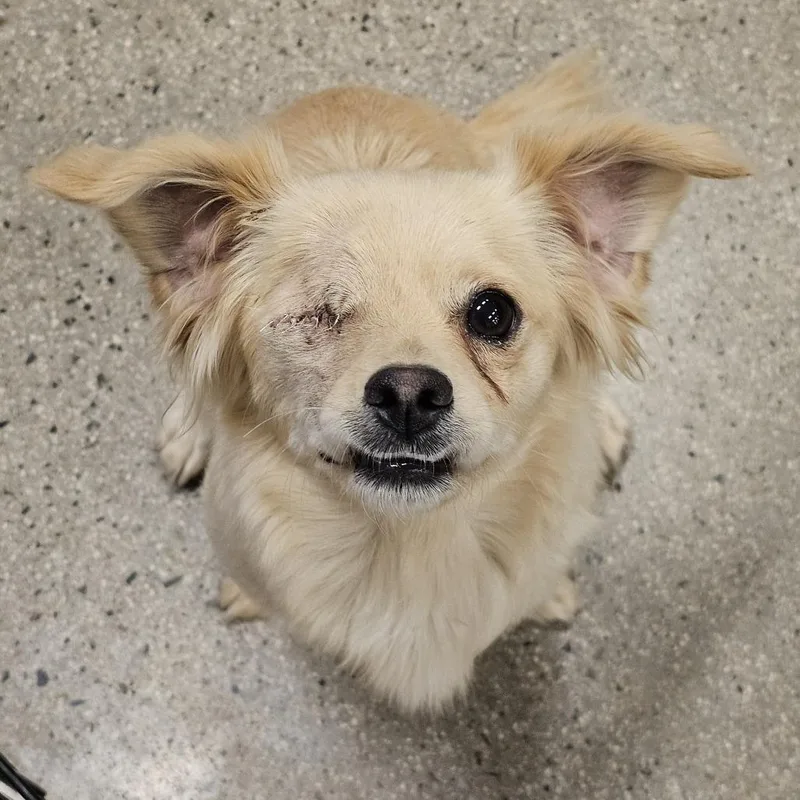 A young small-sized female Yellow / Tan / Blond / Fawn Spaniel dog named Tabitha for adoption in Apple Valley, CA