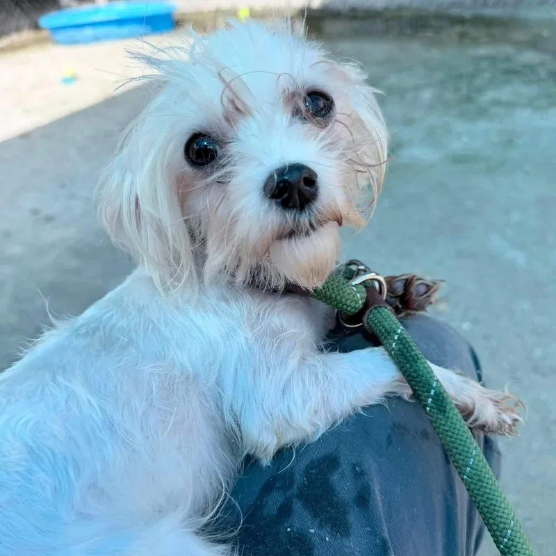 An adult small-sized female Maltese dog named Cora for adoption in Philadelphia, PA