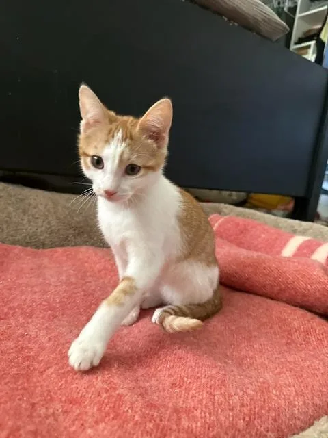 A baby small-sized female Domestic Short Hair cat named Lady Meowington for adoption in West Valley City, UT