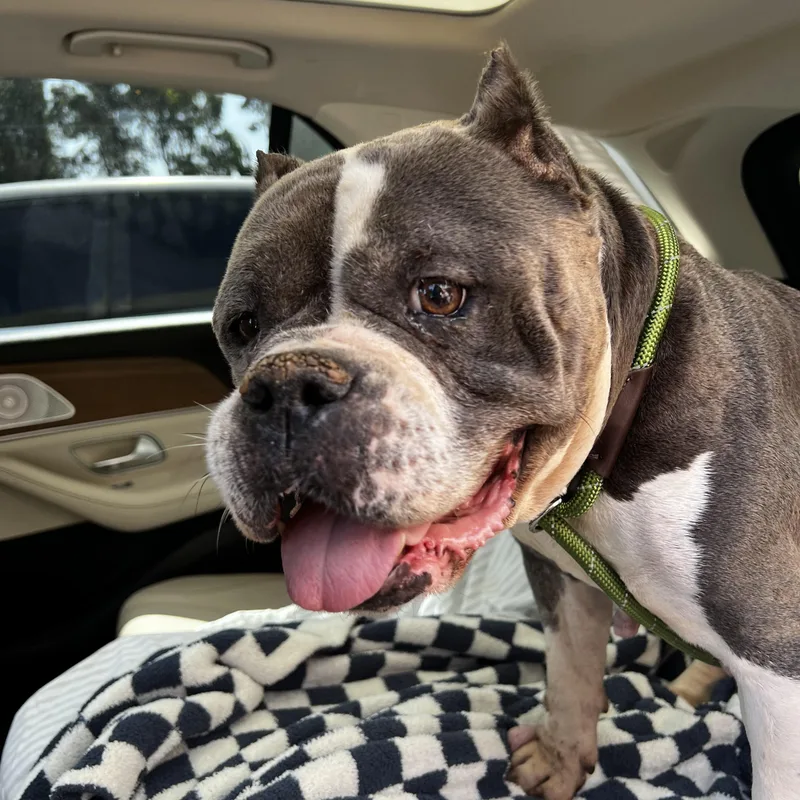 An adult medium-sized female American Staffordshire Terrier dog named Gladys for adoption in Sun Valley, CA