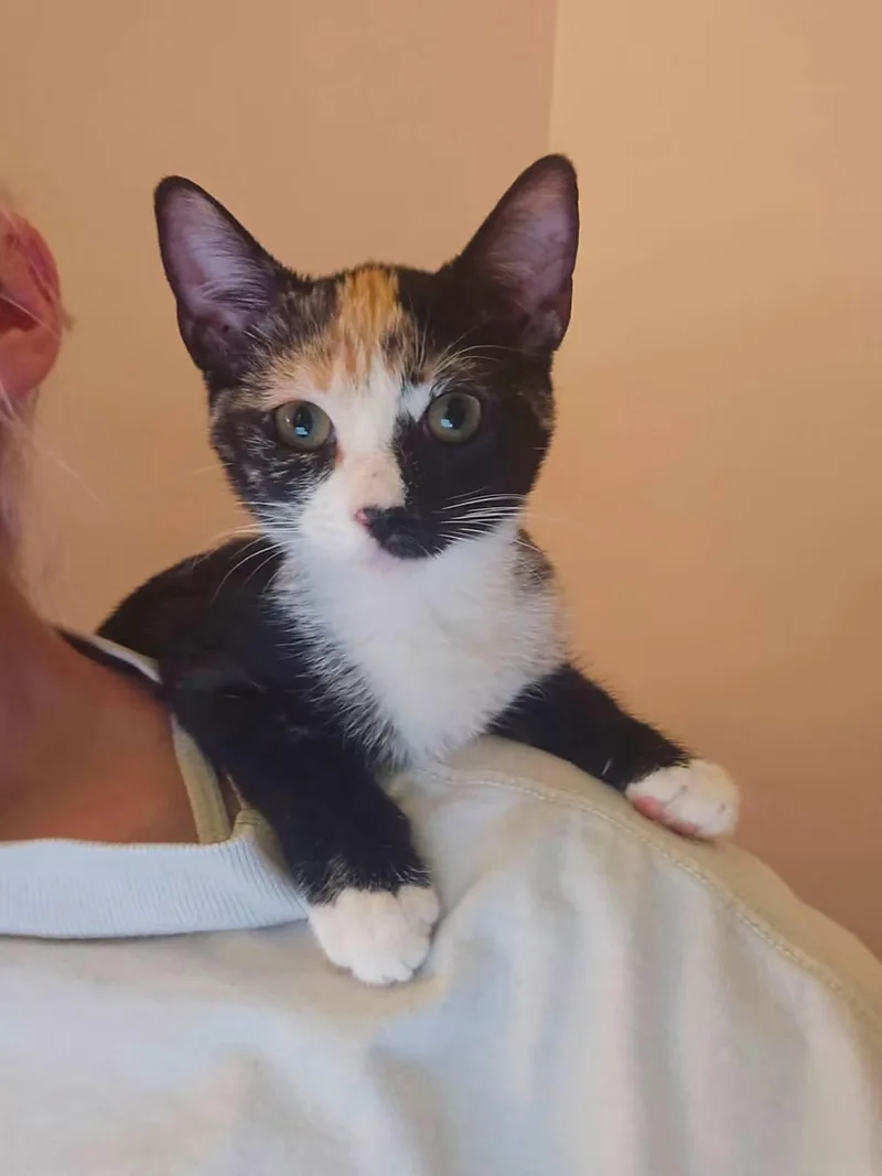 A baby medium-sized female Domestic Short Hair cat named Lindy for adoption in Highland, NY