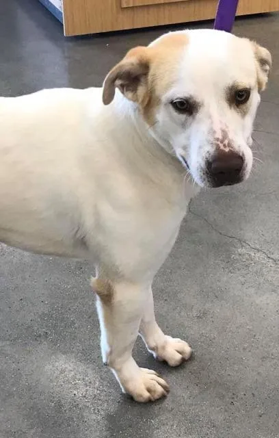 An adult medium-sized male Great Pyrenees dog named Bandit for adoption in Bloomfield, CT