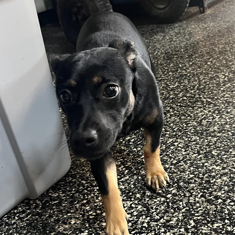 Crumbl Cookie thumbnail 2