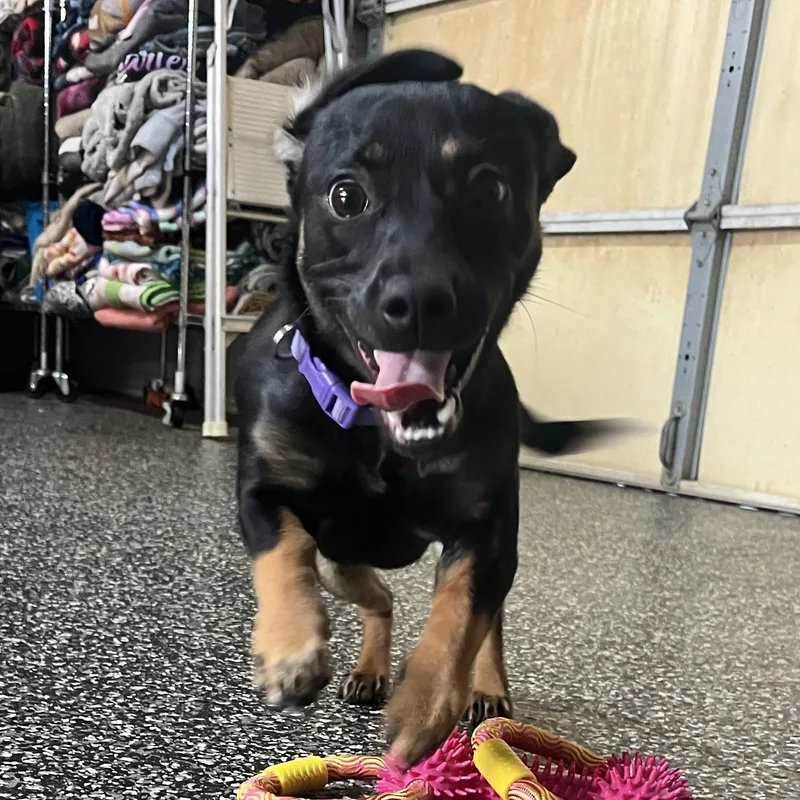 A young small-sized female Bicolor Chiweenie dog named Crumbl Cookie for adoption in McKenzie, TN