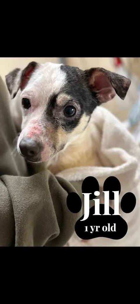 A young small-sized female White / Cream Chihuahua dog named Jill for adoption in Barnegat, NJ