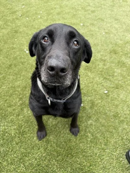 An adult large-sized male Mixed Breed dog named Chap for adoption in Lafayette, IN