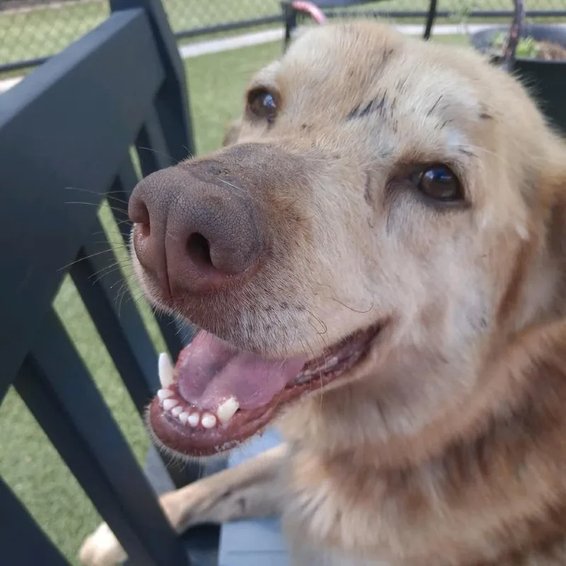 A senior medium-sized male Brown / Chocolate Mixed Breed dog named Charlie Brown for adoption in Greensboro, NC