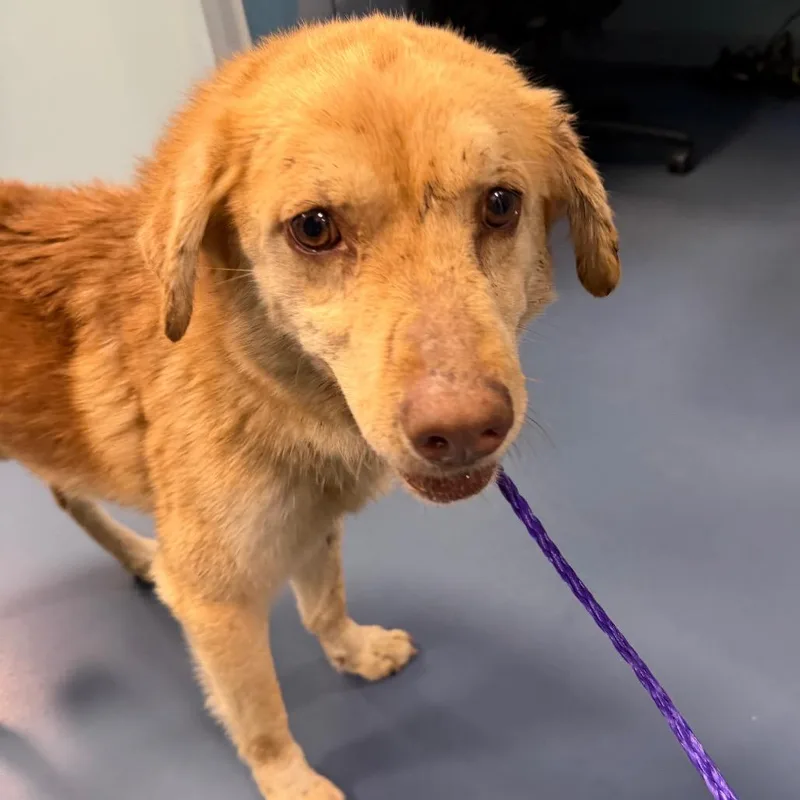 Charlie Brown thumbnail 3