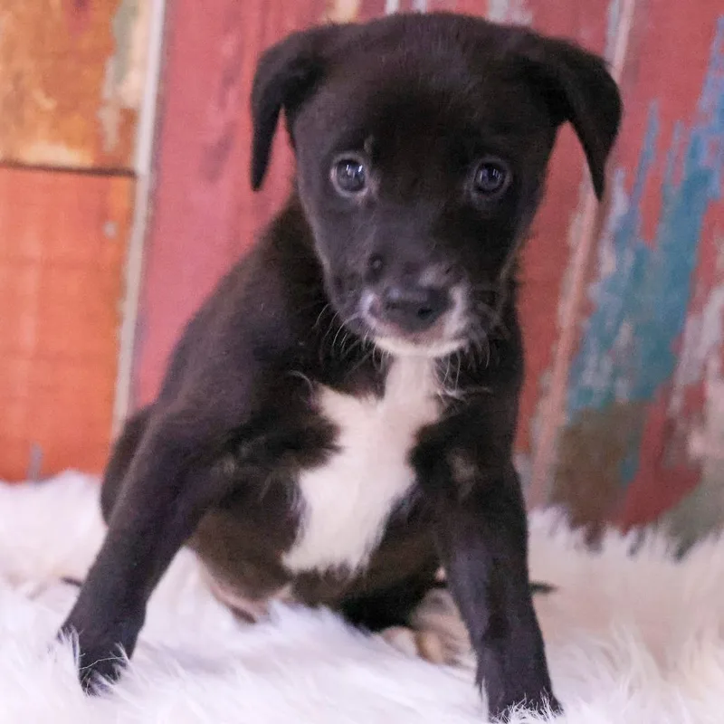 A baby small-sized male Black Mixed Breed dog named Jett for adoption in Casa Grande, AZ