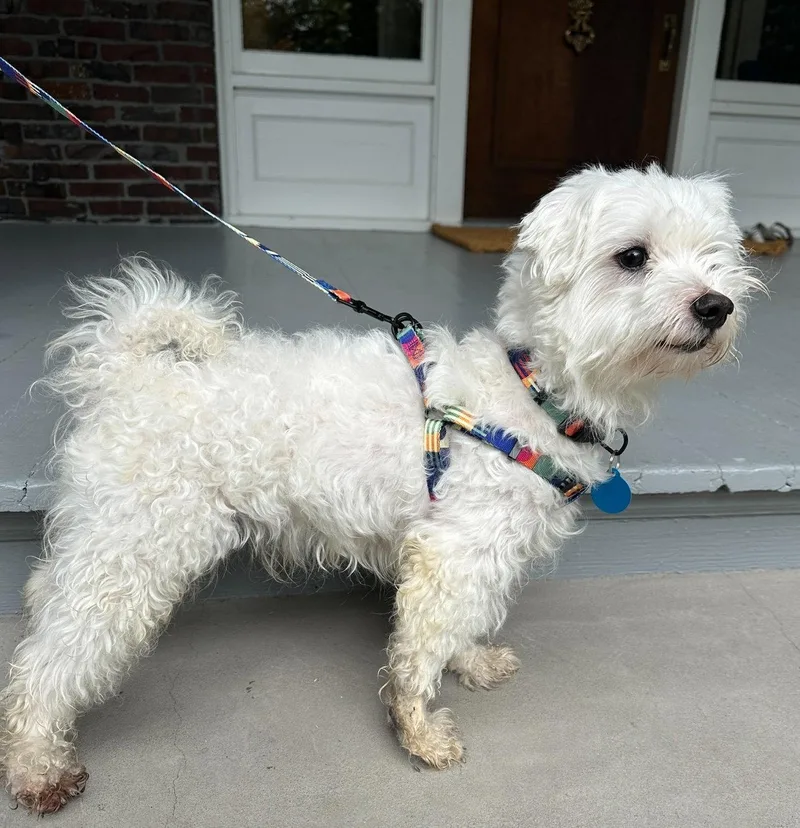 An adult small-sized male Maltese dog named Alexander for adoption in Seattle, WA