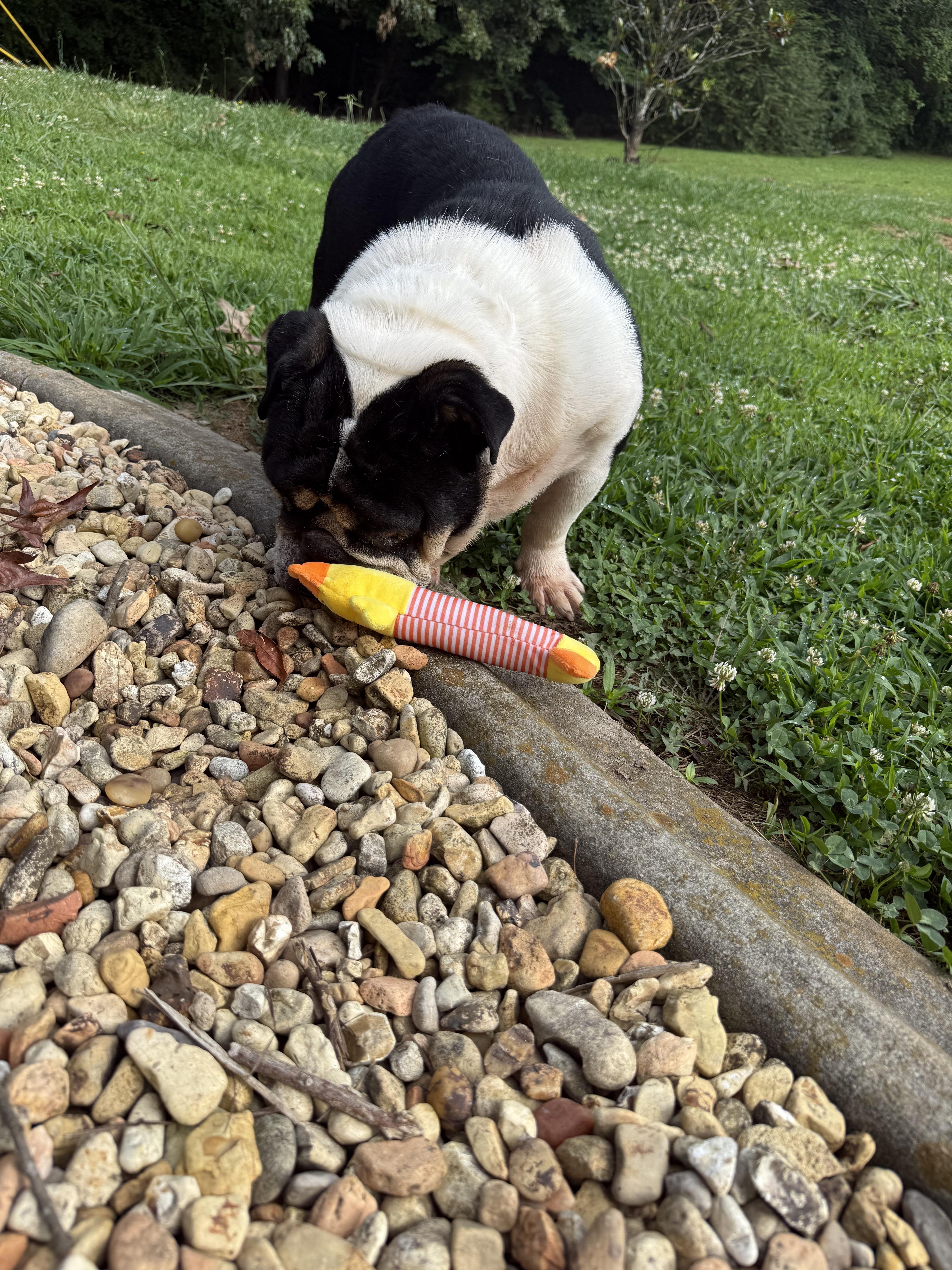 Wilma thumbnail 2
