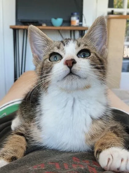 A baby small-sized male Domestic Short Hair cat named Goblin for adoption in West Chester, PA