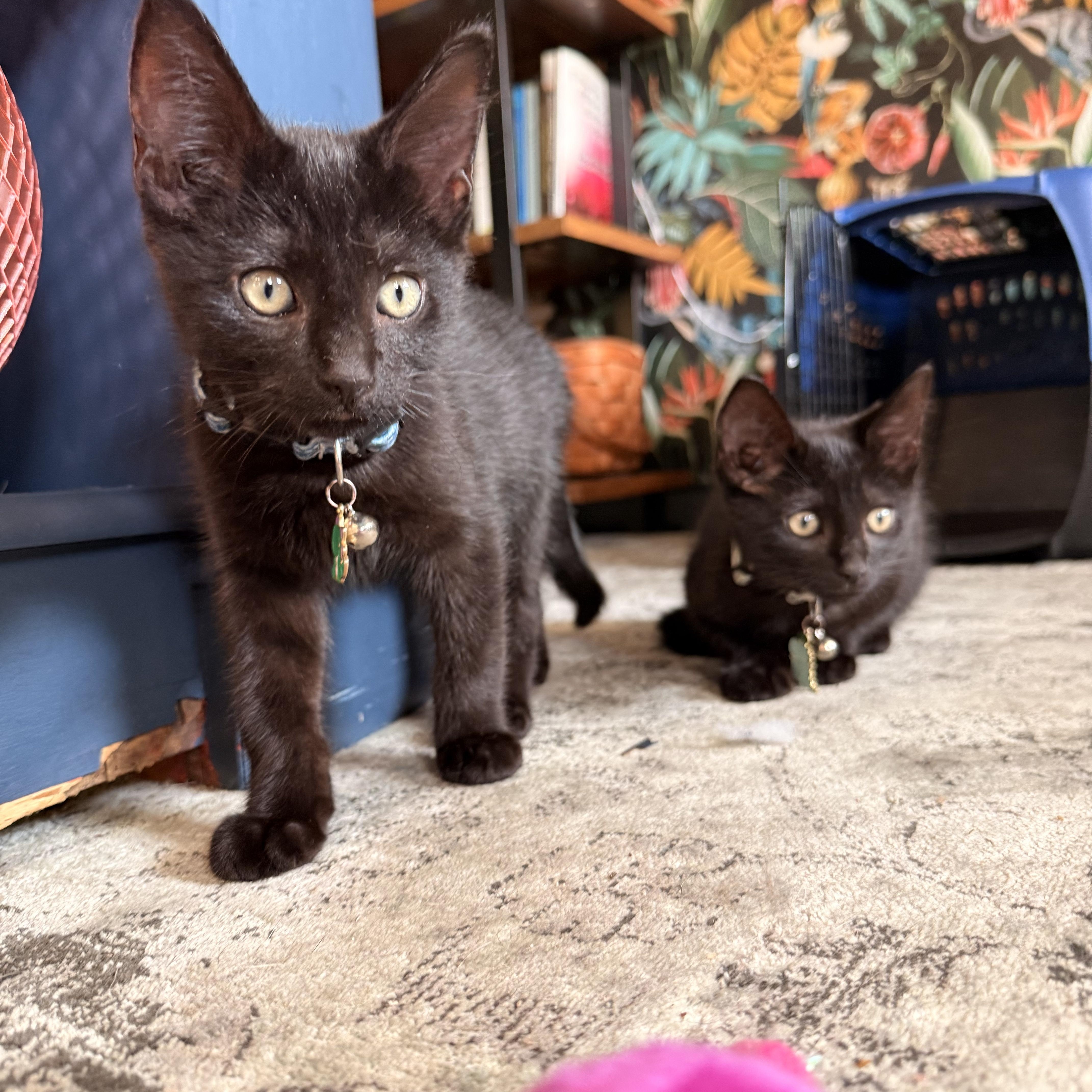 A baby medium-sized male Black Domestic Short Hair cat named McDreamy for adoption in Bryan, TX