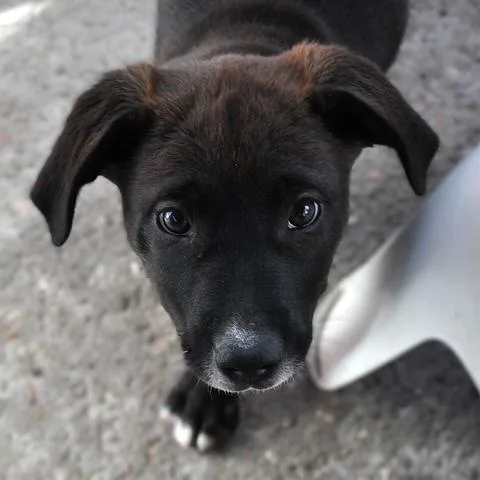 A baby medium-sized female Black Border Collie dog named Dolly for adoption in Austin, TX