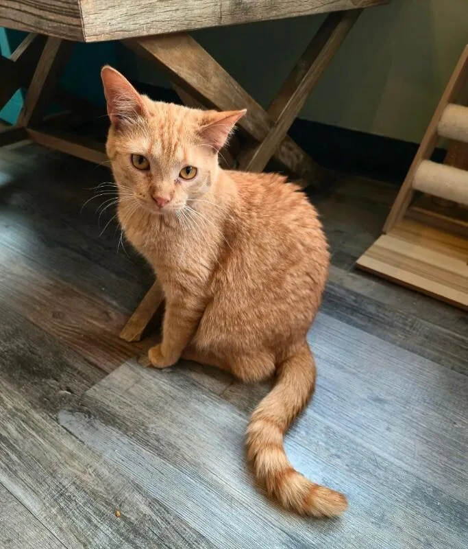 An adult medium-sized male Orange / Red Domestic Short Hair cat named Pastrami for adoption in Grand Rapids, MI