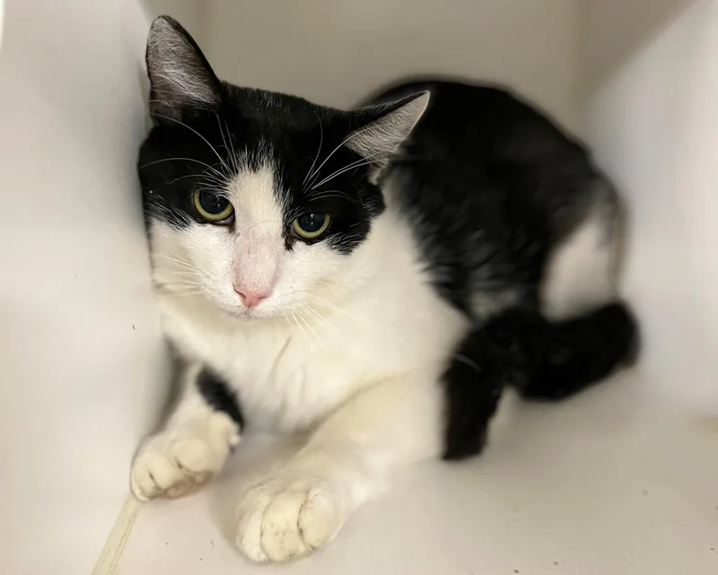 An adult medium-sized male Black & White / Tuxedo Domestic Short Hair cat named Hacky Sack for adoption in Seville, OH