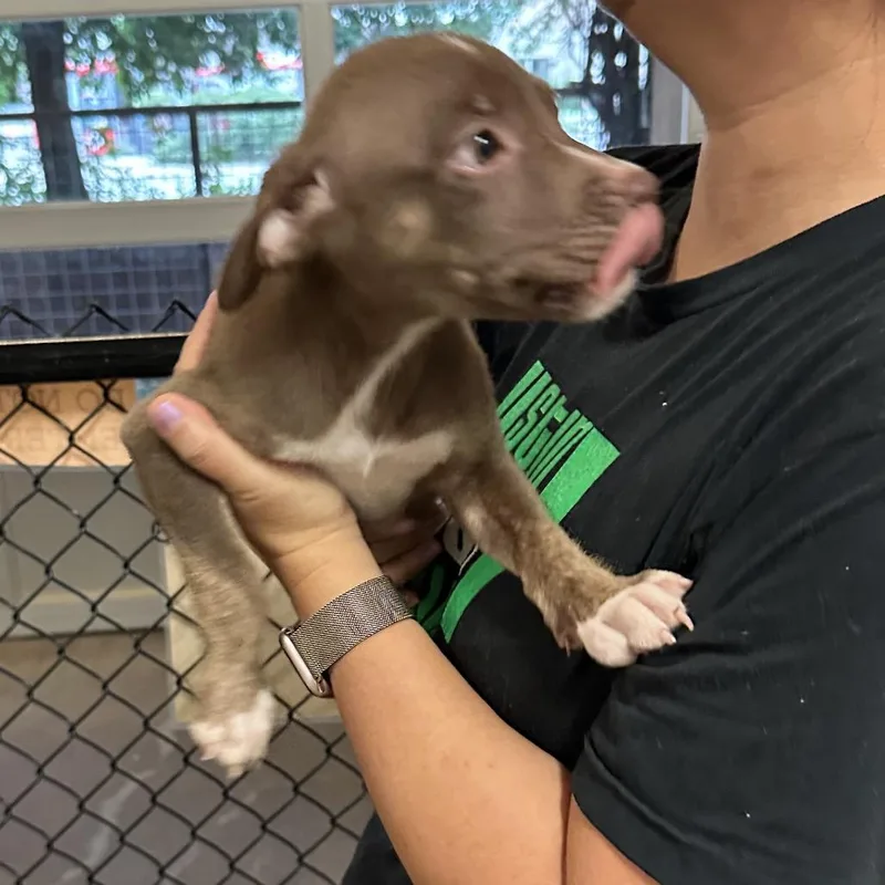 A baby small-sized male Brown / Chocolate Australian Kelpie dog named Driver for adoption in Austin, TX