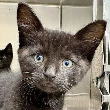 A baby medium-sized male Domestic Short Hair cat named Jack for adoption in Sacramento, CA