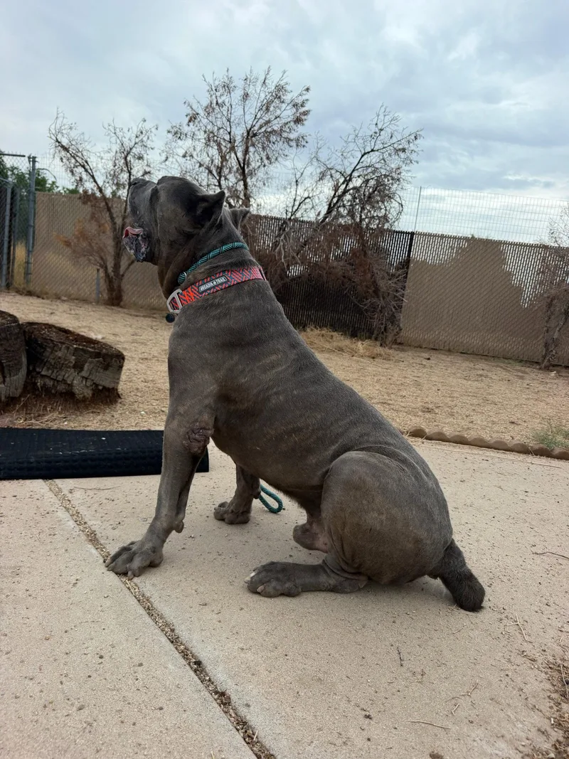An adult extra large-sized male Mastiff dog named Maximus for adoption in Glendale, AZ
