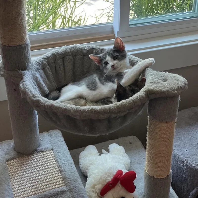 A baby small-sized male Gray / Blue / Silver Domestic Short Hair cat named Please Sir Can for adoption in Costa Mesa, CA