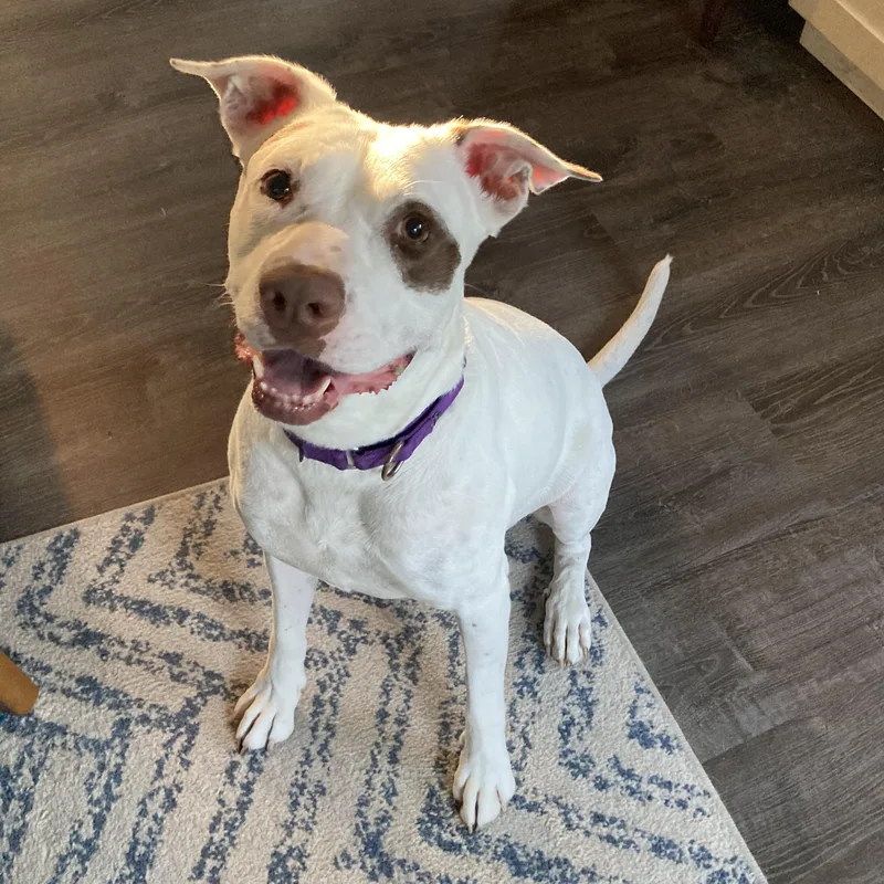 An adult large-sized female White / Cream Terrier dog named Honey Comb for adoption in Corpus Christi, TX