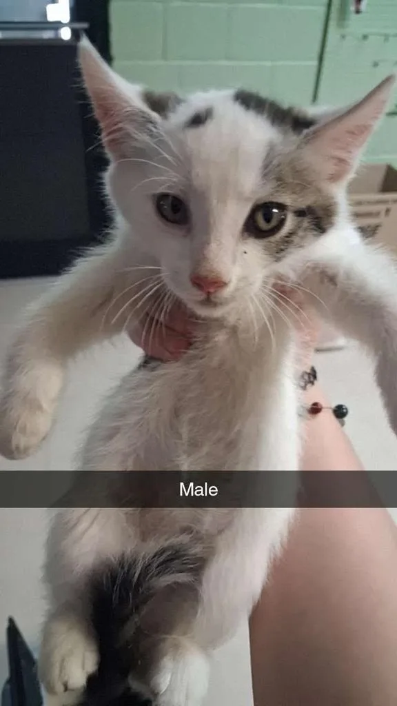 A baby small-sized male Domestic Short Hair cat named Whiskerwobble for adoption in Burnsville, NC