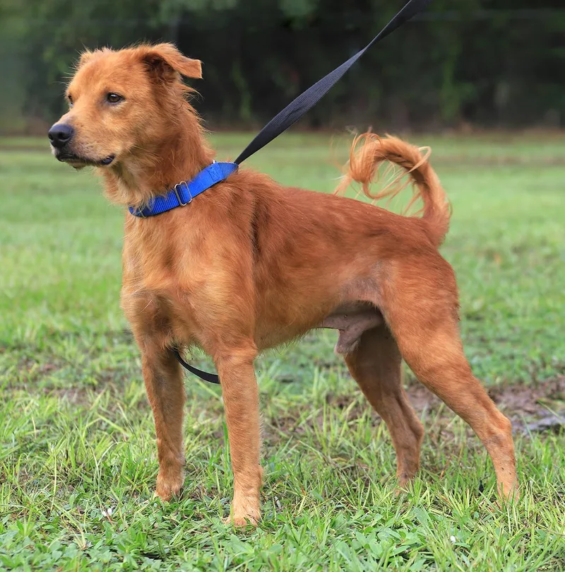 An adult medium-sized male Golden Retriever dog named Deo for adoption in North Fort Myers, FL