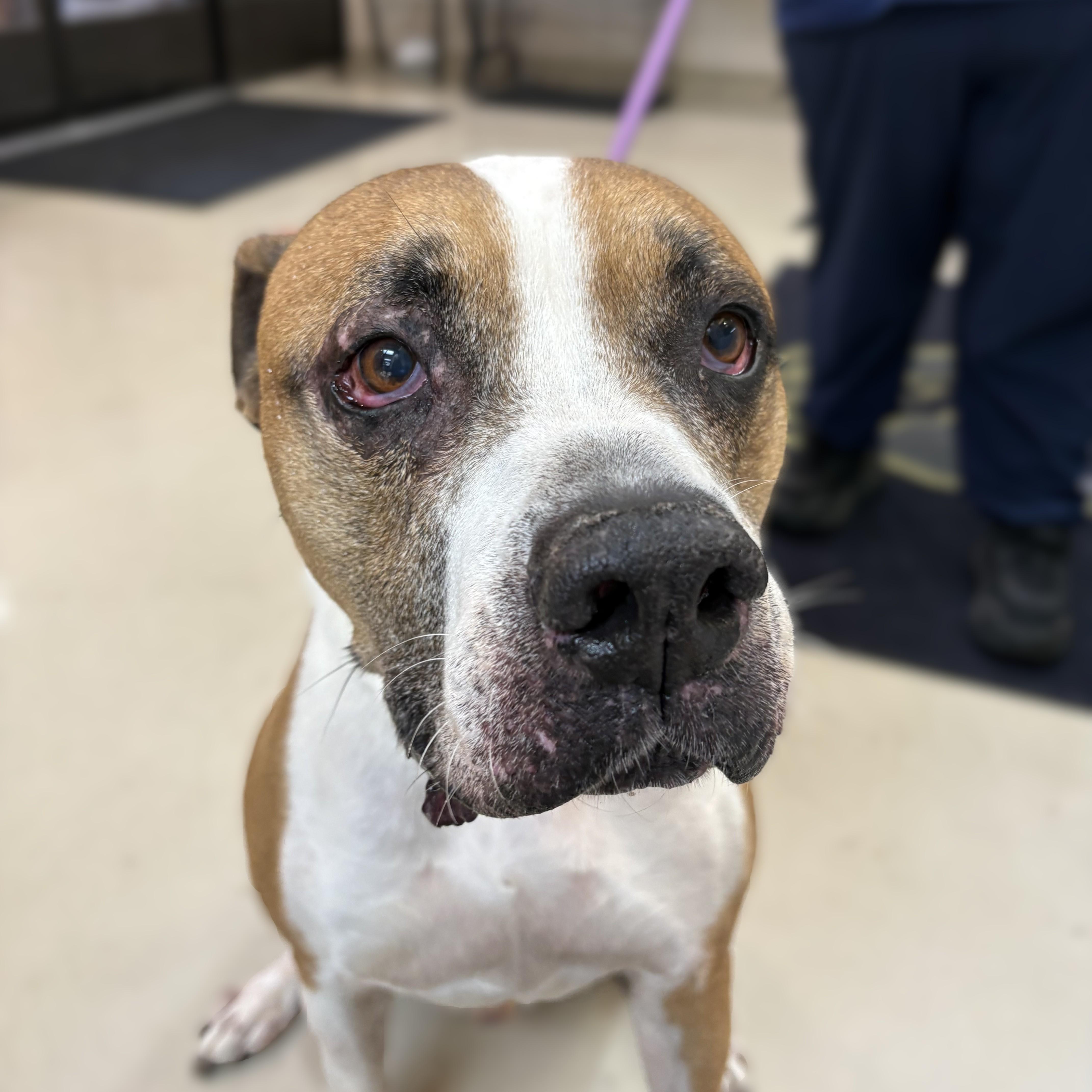 A senior large-sized male Tricolor (Brown, Black, & White) Boxer dog named Bud for adoption in Columbia, MD