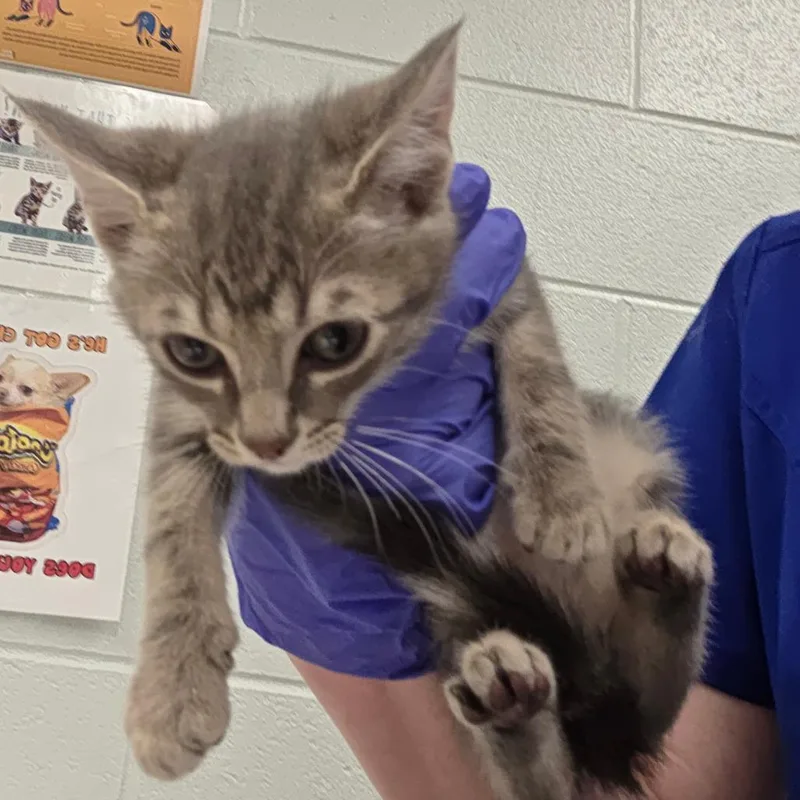 A baby small-sized male Gray / Blue / Silver Domestic Short Hair cat named Rex for adoption in Chattanooga, TN
