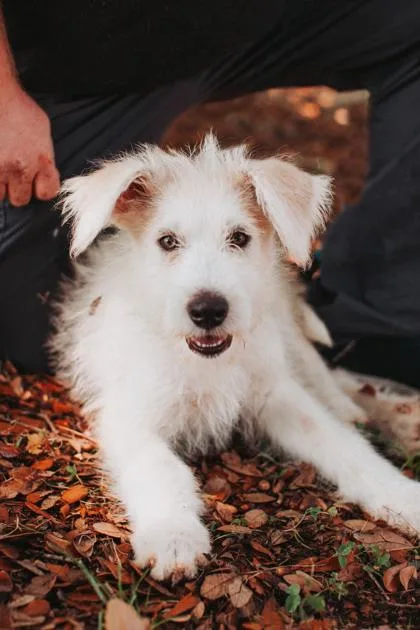A young medium-sized male Irish Wolfhound dog named B Waffles for adoption in North Charleston, SC