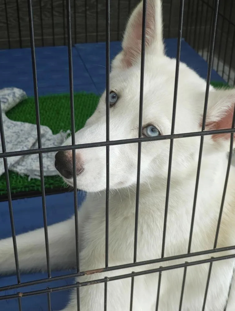 A baby large-sized female White / Cream Husky dog named Nova for adoption in Chattanooga, TN