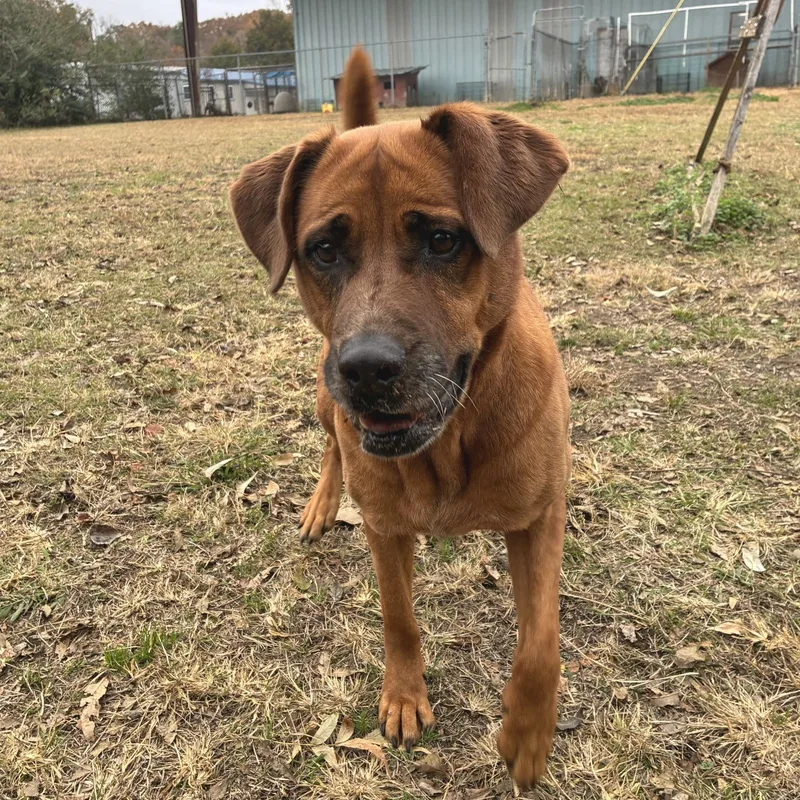 Cinnamon thumbnail 2