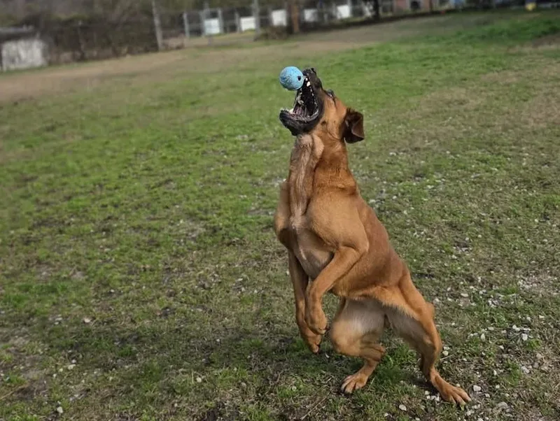 Cinnamon thumbnail 5