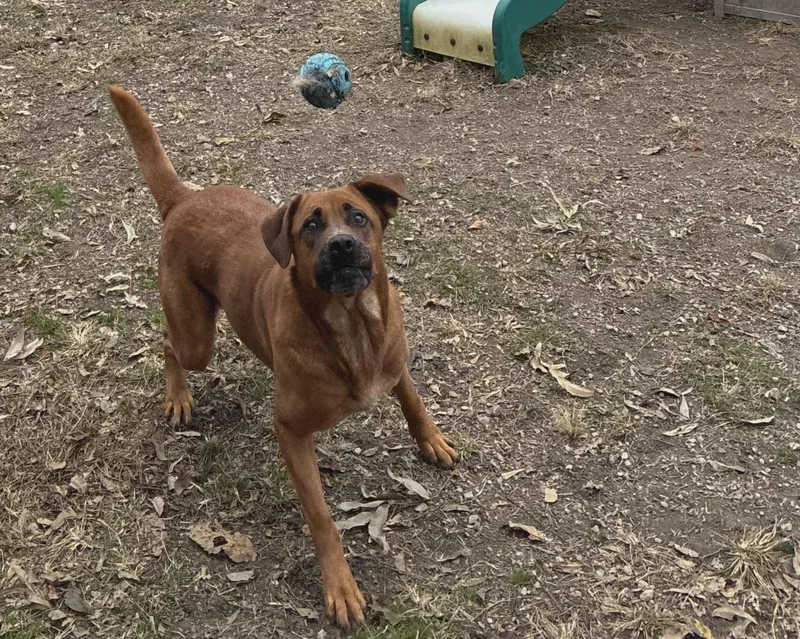 Cinnamon thumbnail 6