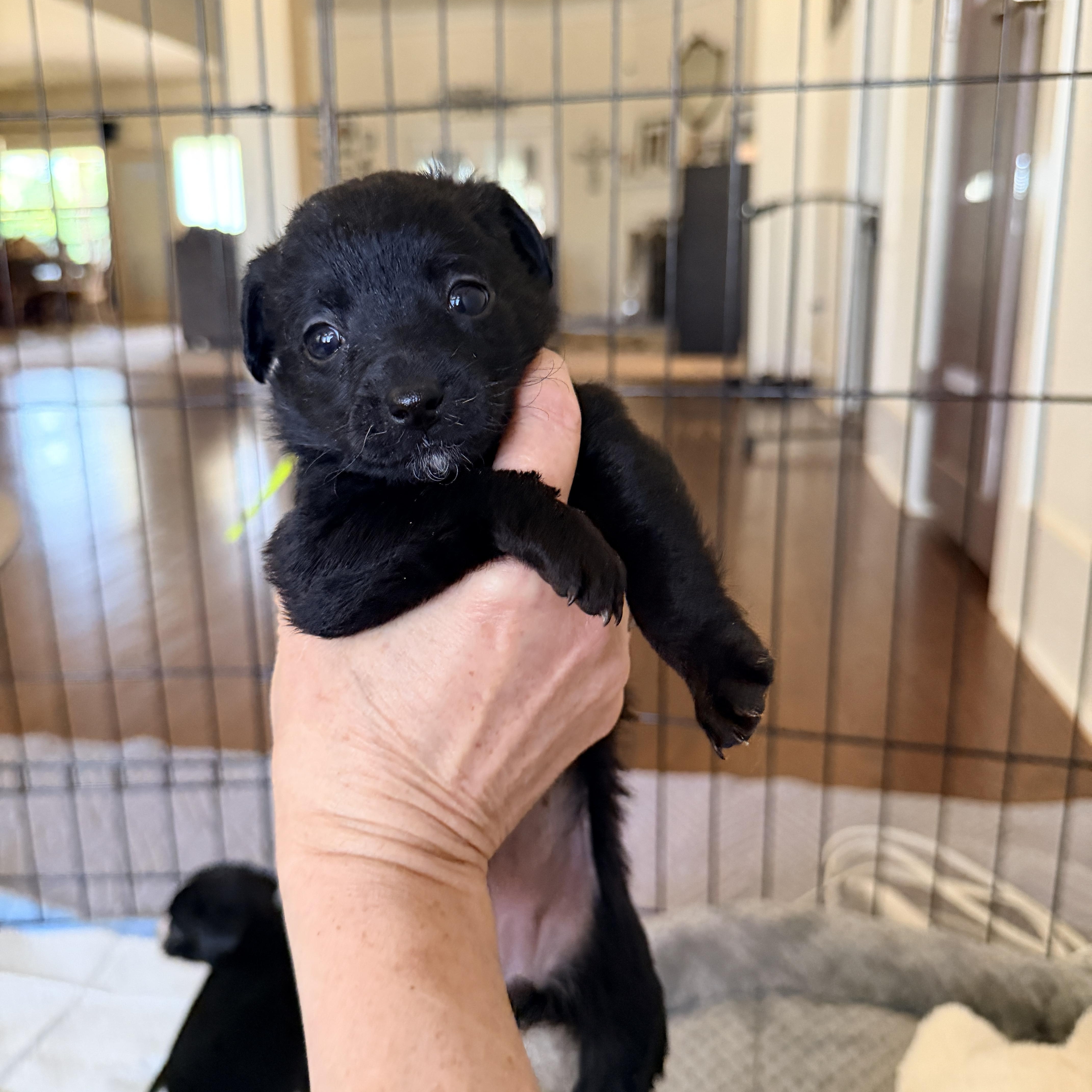 A baby small-sized female Black Dachshund dog named Robin for adoption in Newfoundland, NJ
