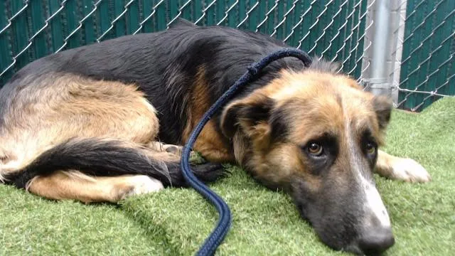A young medium-sized male German Shepherd Dog dog named Markie for adoption in Downey, CA