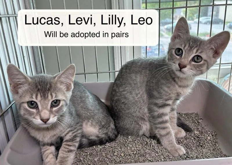 A baby small-sized male Tabby (Gray / Blue / Silver) Domestic Short Hair cat named Lily And Leo for adoption in Ellicott City, MD