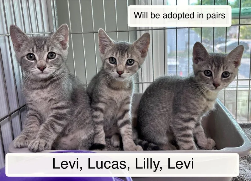 Lily And Leo thumbnail 2