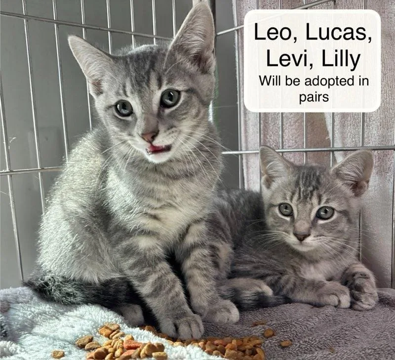 Lily And Leo thumbnail 4