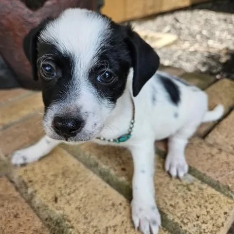 A baby small-sized male Black Chiweenie dog named McDoogle for adoption in Houston, TX