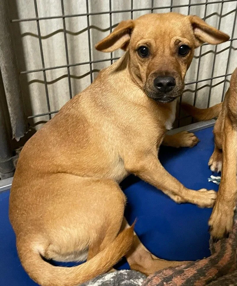 A young small-sized male Yellow / Tan / Blond / Fawn Terrier dog named Chestnut for adoption in Polson, MT