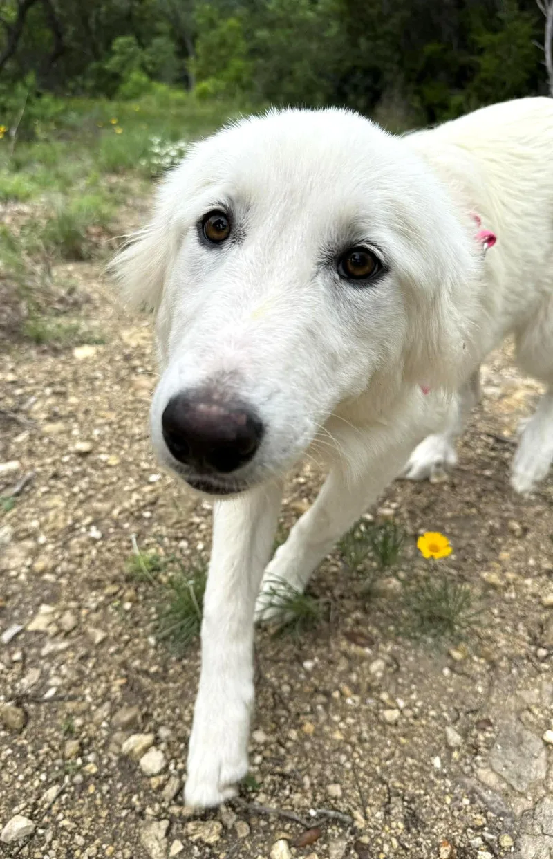 Lucy Sat thumbnail 5