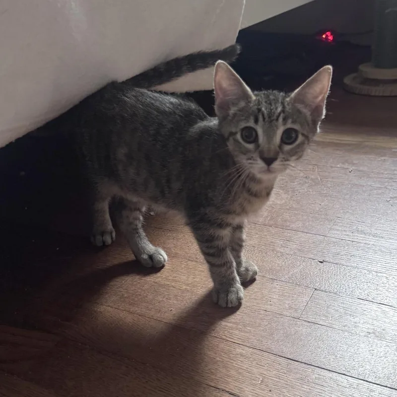 A baby small-sized female Brown / Chocolate Domestic Medium Hair cat named Beth for adoption in Newark, DE