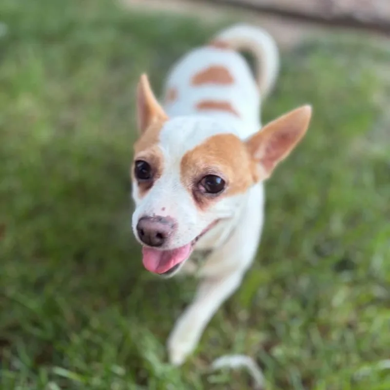 An adult small-sized female White / Cream Chihuahua dog named Lucille LaRue for adoption in Olathe, KS