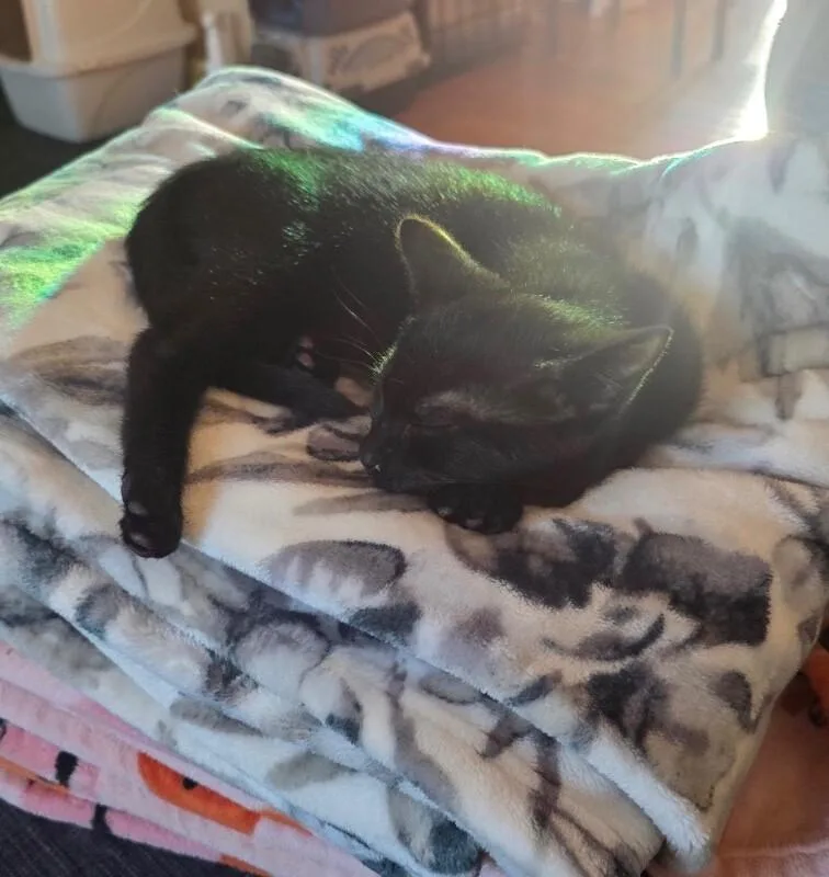 A young medium-sized female Black Domestic Short Hair cat named Tiana for adoption in North Babylon, NY